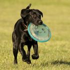 Frisbeefieber