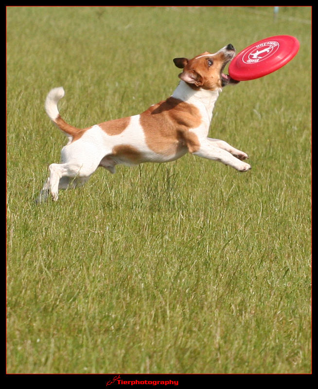 FrisbeeMailo