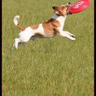 FrisbeeMailo