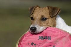 Frisbeescheibe