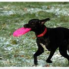 Frisbeespiel