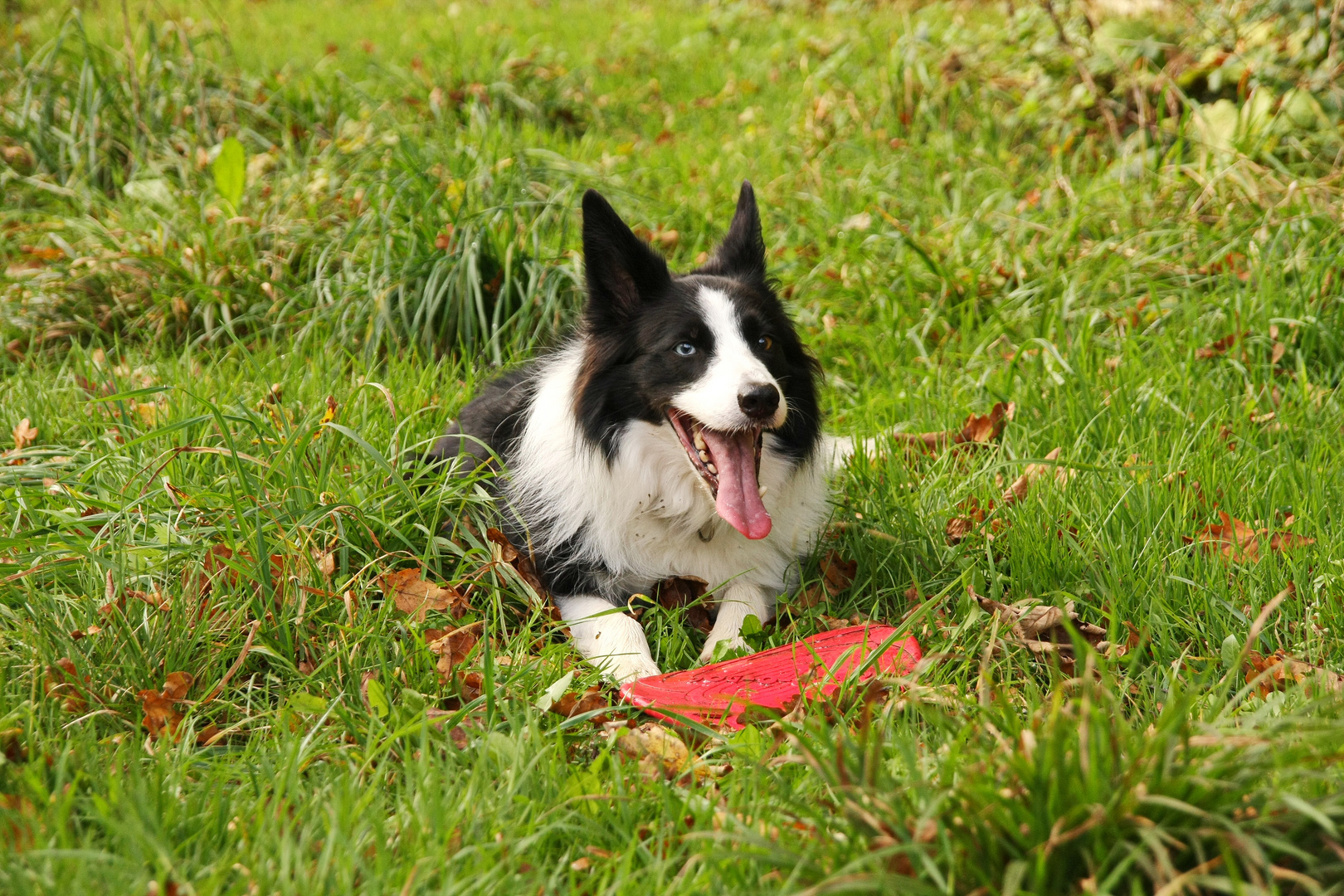 Frisbeespielpause