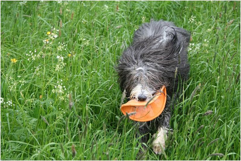 frisbees.schmecken.nicht.toll