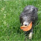 frisbees.schmecken.nicht.toll