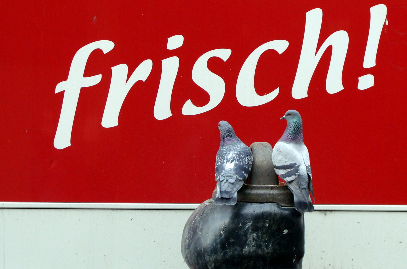 Frisch