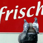 Frisch