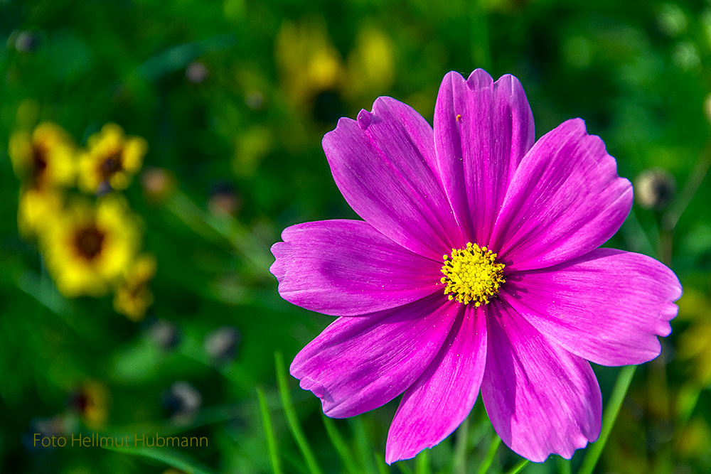 FRISCH AUS DEM ARCHIV EINE COSMEA FÜR