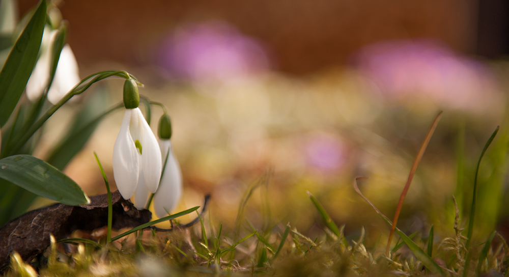 frisch aus dem Garten