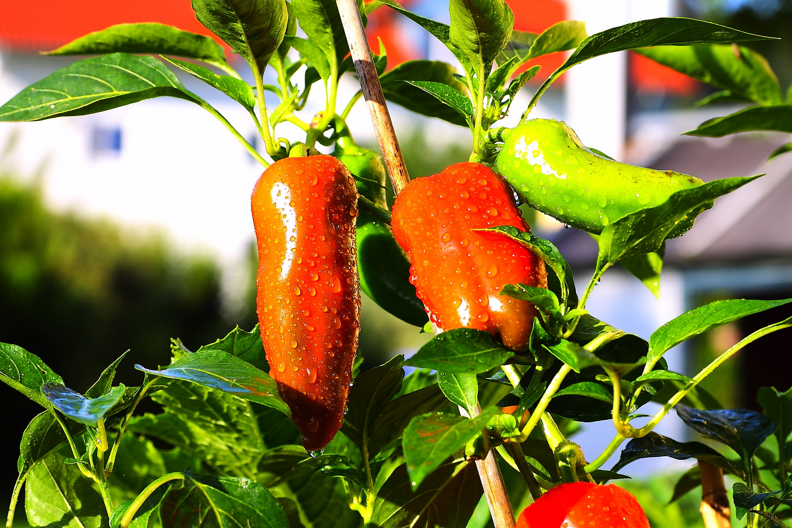 Frisch aus dem Garten!