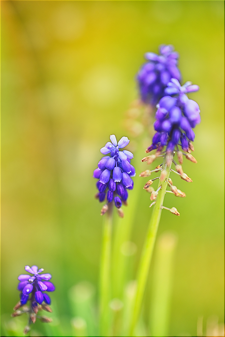 frisch aus dem garten ...