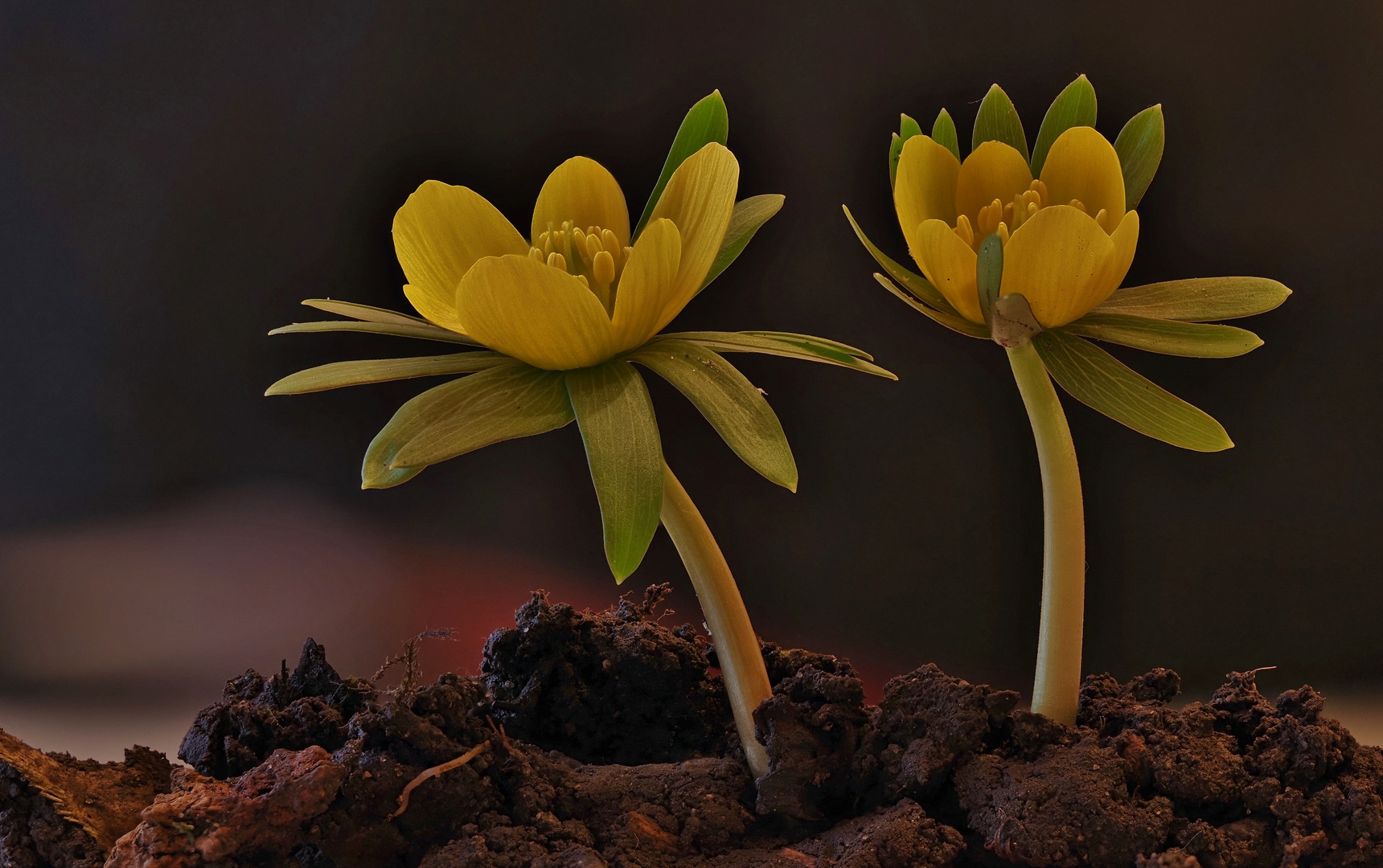 Frisch aus dem Garten Foto & Bild | pflanzen, pilze & flechten