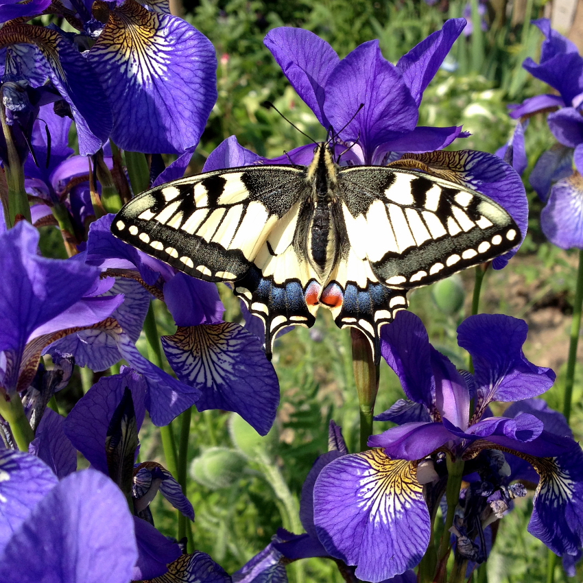 frisch aus dem Garten