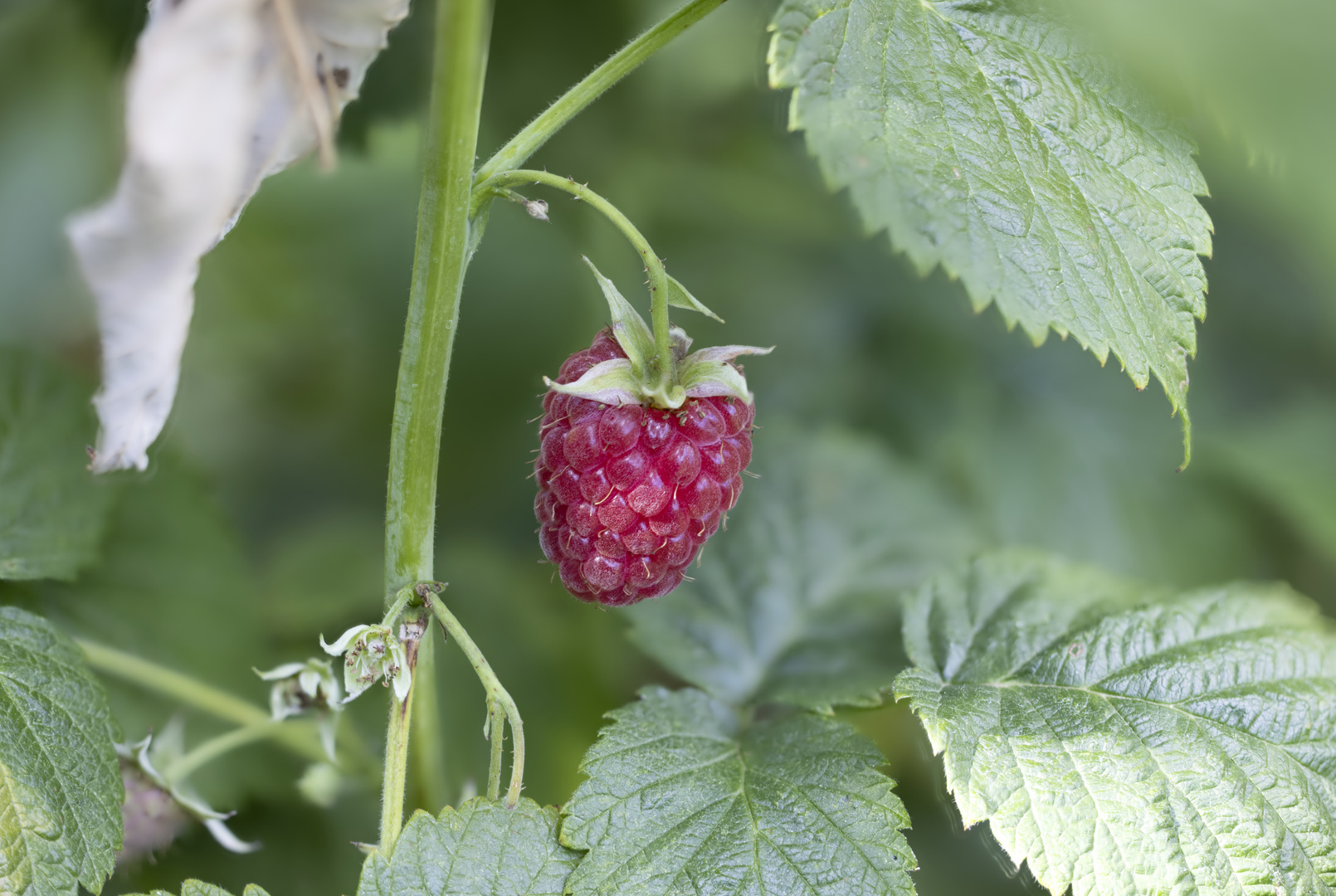 Frisch aus dem Garten...