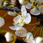 Frisch aus dem Garten - die ersten Pflaumenblüten sind geöffnet