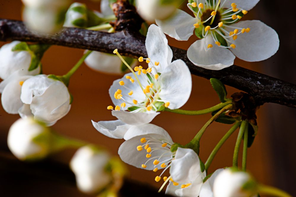 Frisch aus dem Garten - die ersten Pflaumenblüten sind geöffnet