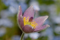 frisch aus dem Garten - heute 26.4.09