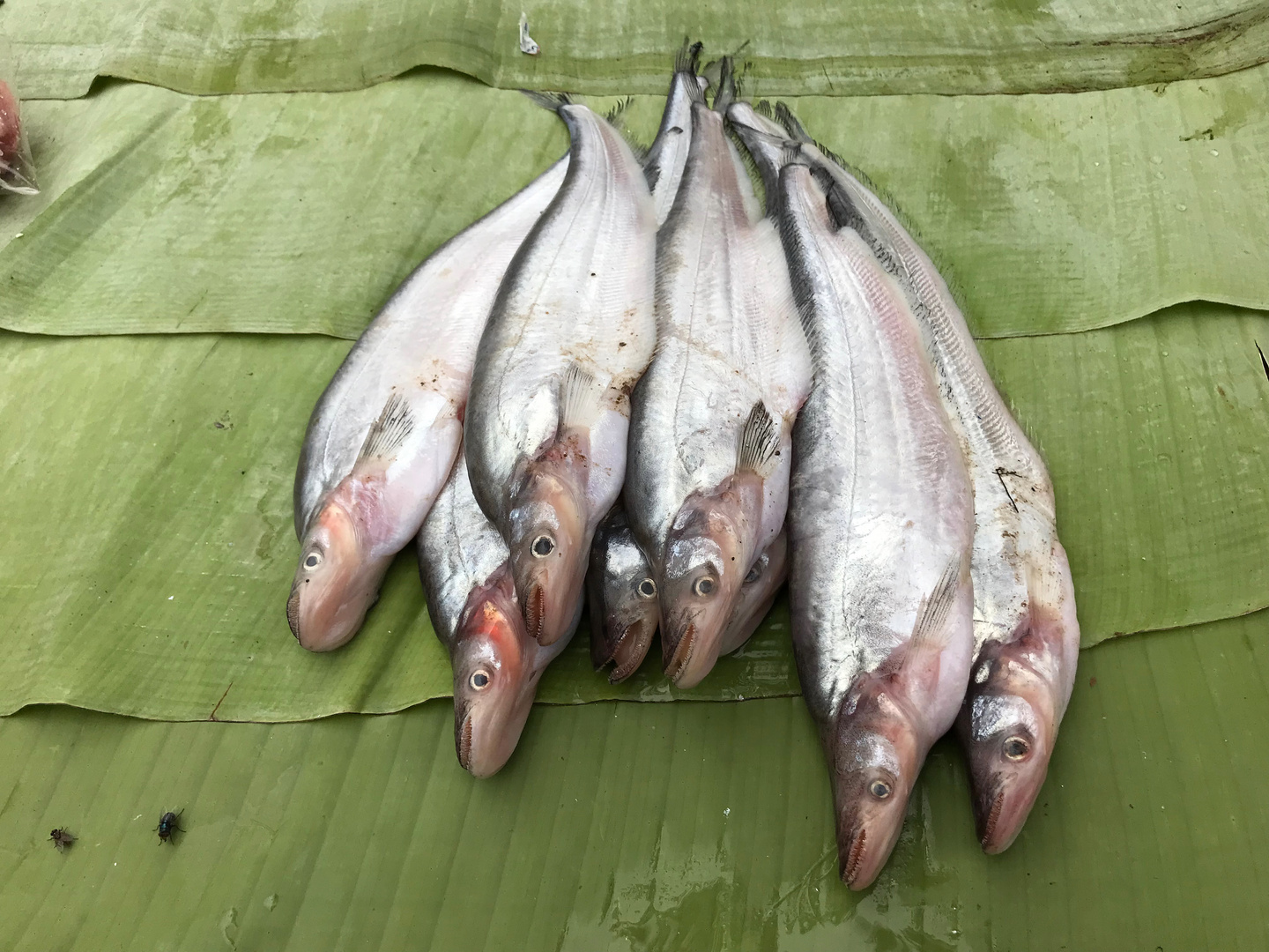 frisch aus dem Mekong, nun auf dem Markt