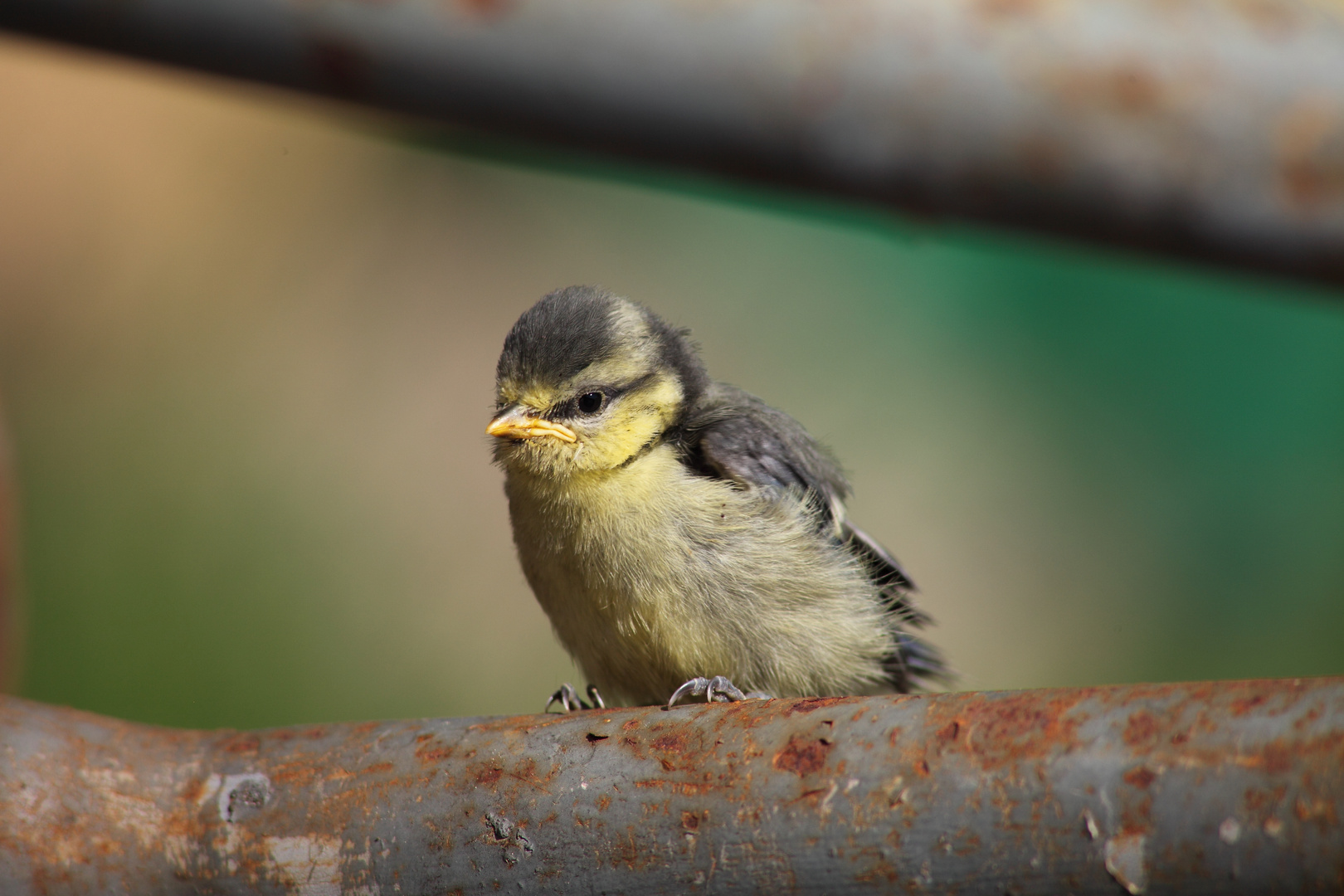 Frisch aus dem Nest