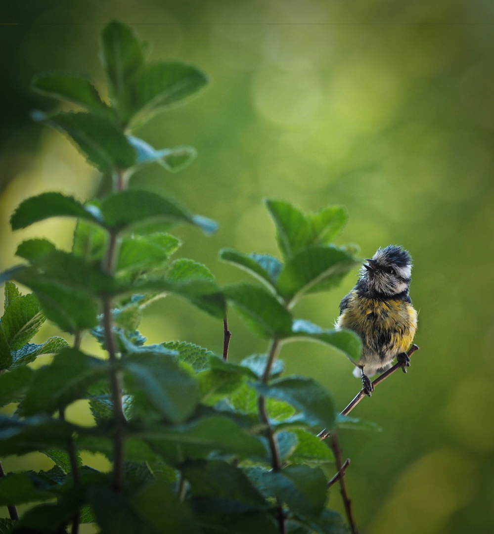 Frisch aus dem Nest...