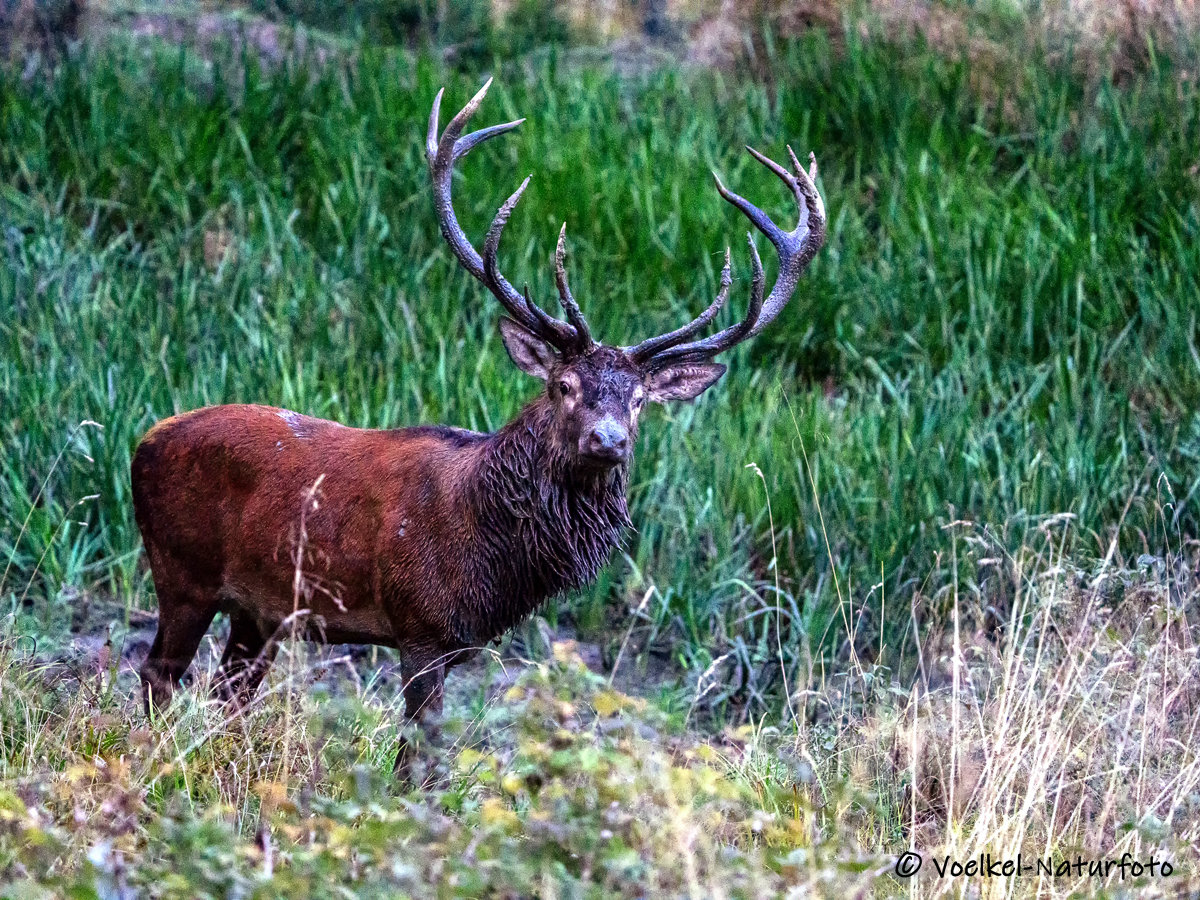 Frisch aus der Suhle Foto & Bild tiere, wildlife, säugetiere Bilder