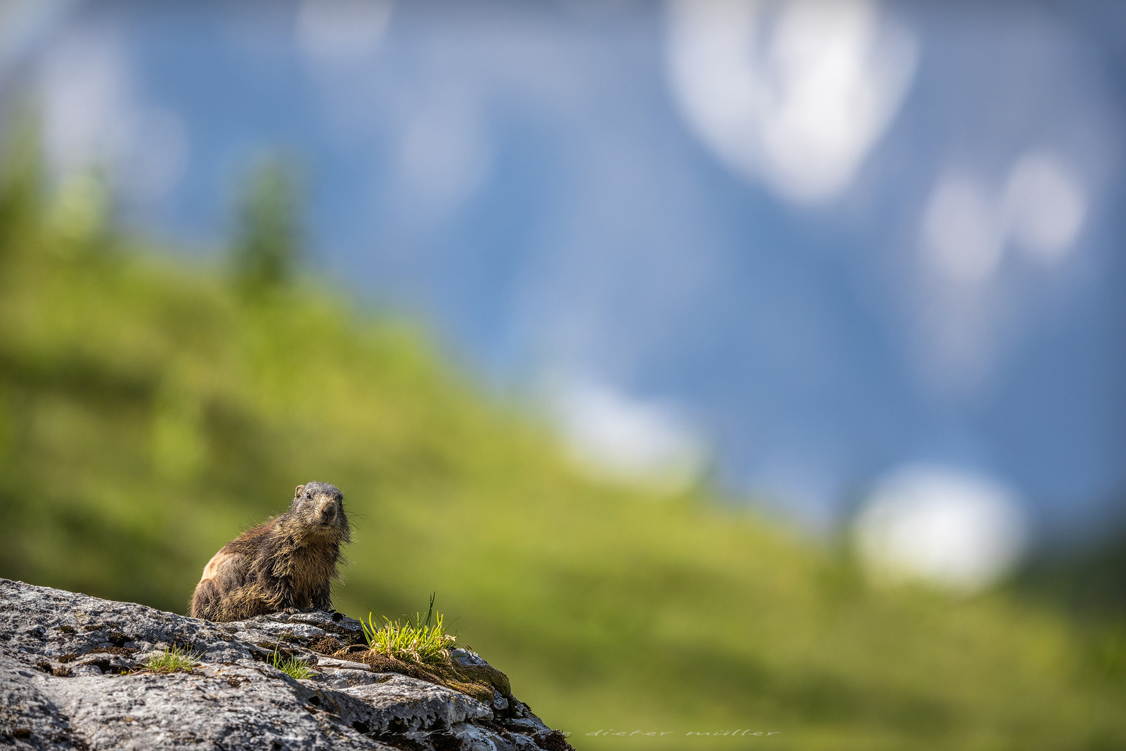 [ frisch aus der Wäsche ] Foto & Bild | tiere, wildlife, landschaft