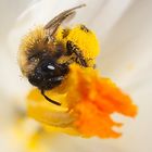 Frisch eingetroffen: Krokus-Pollen!