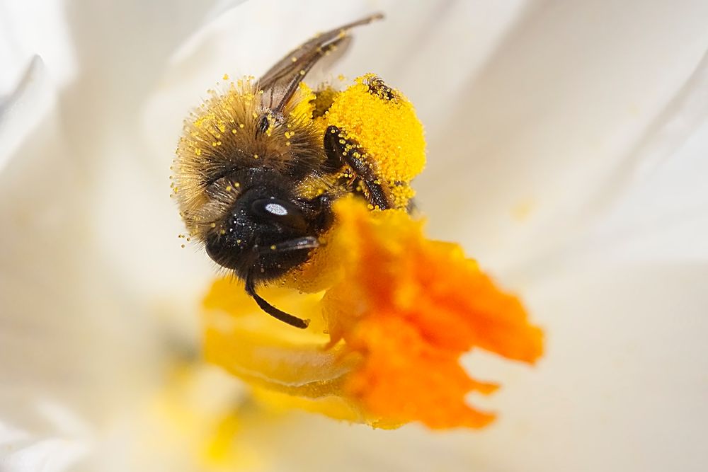 Frisch eingetroffen: Krokus-Pollen!