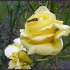 frisch erblühte gelbe Rose mit Insekt am 10.1.2018