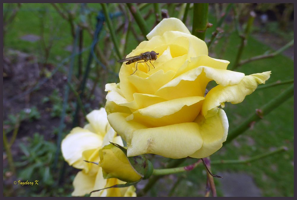 frisch erblühte gelbe Rose mit Insekt am 10.1.2018