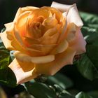 Frisch erblühte Rose