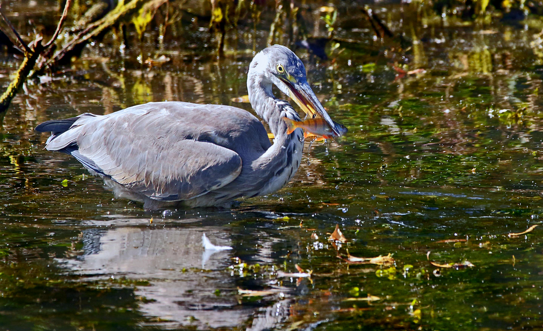 "FRISCH FISCH"