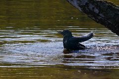 "FRISCH GEBADET"