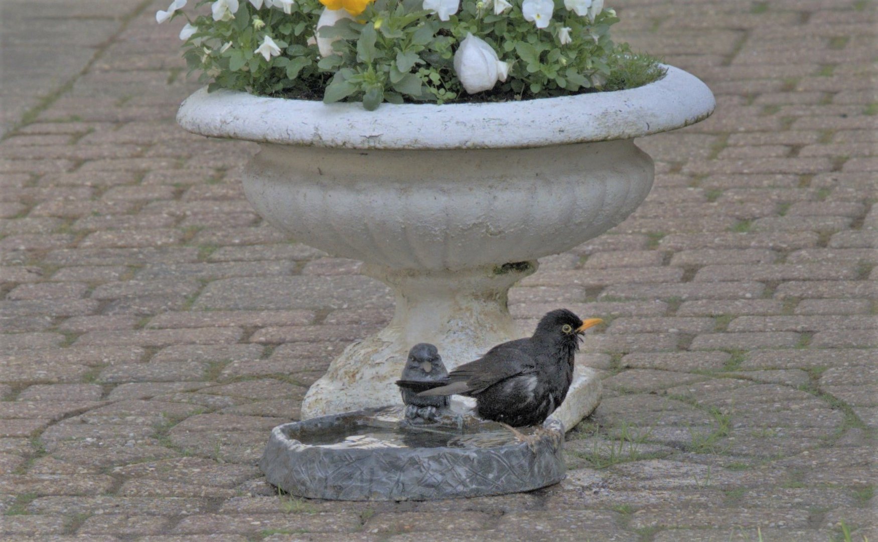 Frisch gebadet