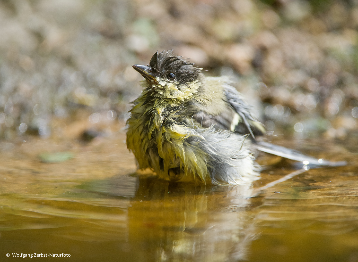 --- Frisch gebadet ---