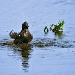 "FRISCH GEBADET"