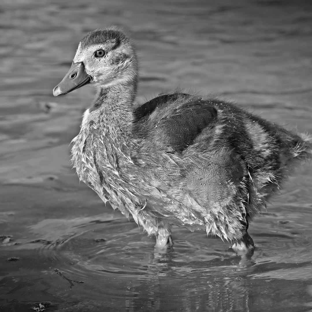 Frisch gebadet...