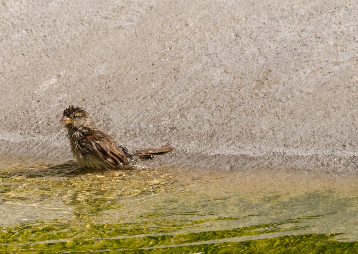 Frisch gebadet