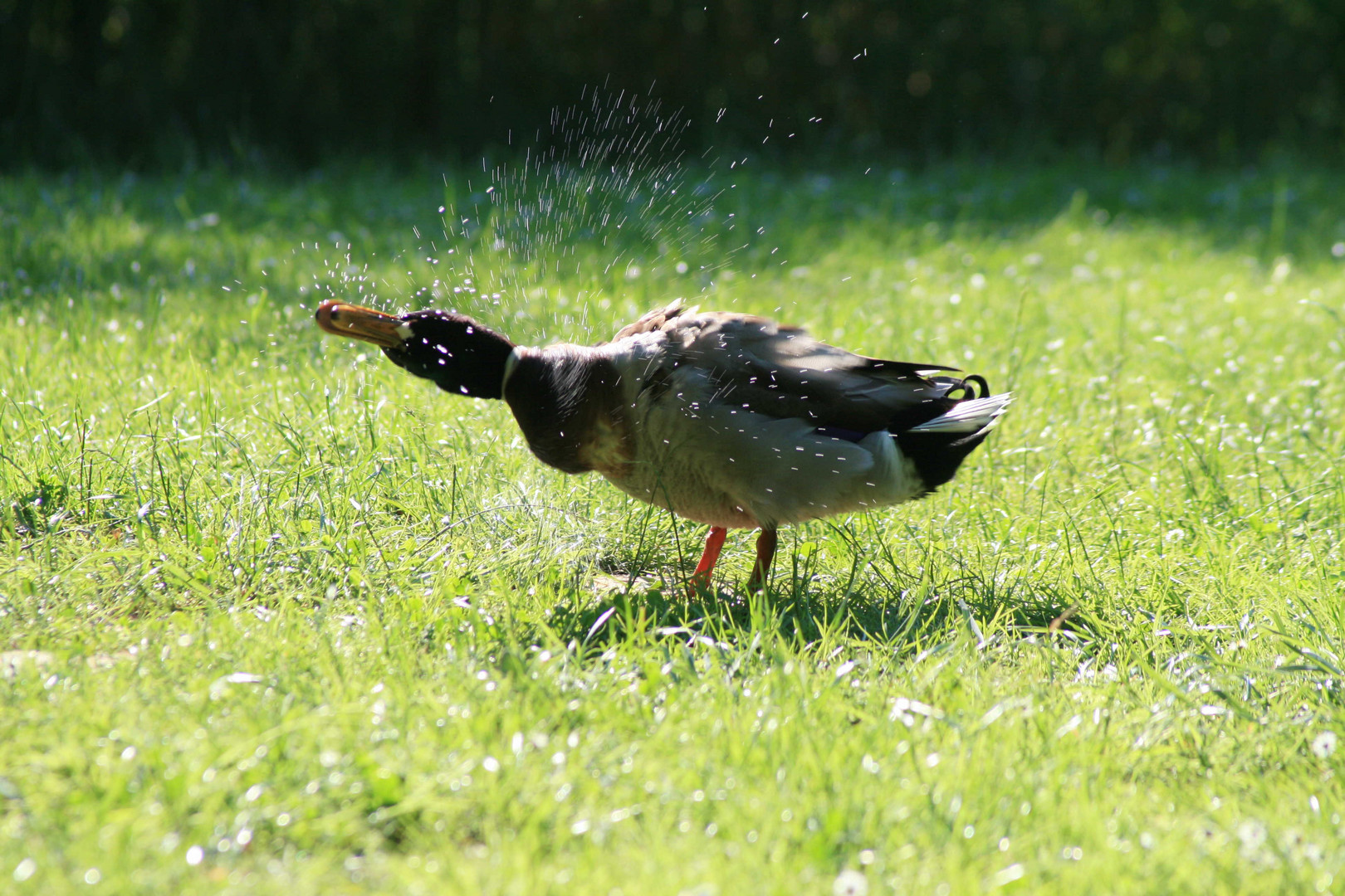 Frisch gebadet...