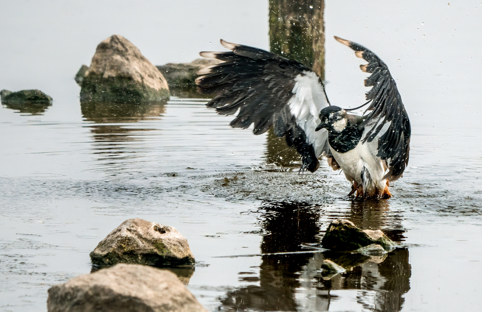 "FRISCH GEBADET"