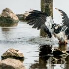 "FRISCH GEBADET"