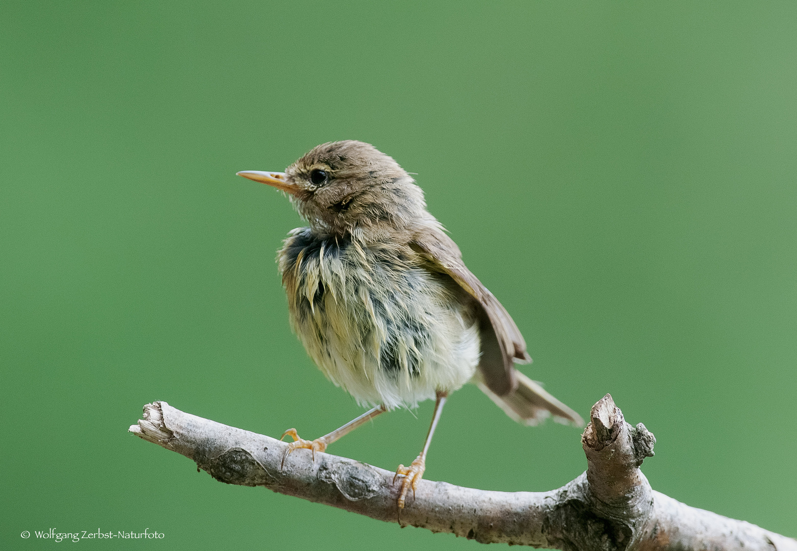  - Frisch gebadet der Fitis -  ( Phyllosscopus trocheus )