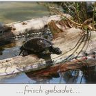 ..:: frisch gebadet ::..