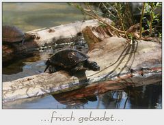 ..:: frisch gebadet ::..