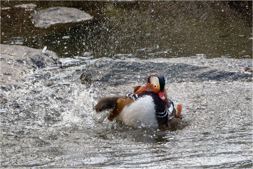 Frisch gebadet.... Mandarinente (Aix galericulata) 