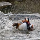 Frisch gebadet.... Mandarinente (Aix galericulata) 