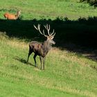 Frisch gebadet präsentiert sich dieser starke Hirsch