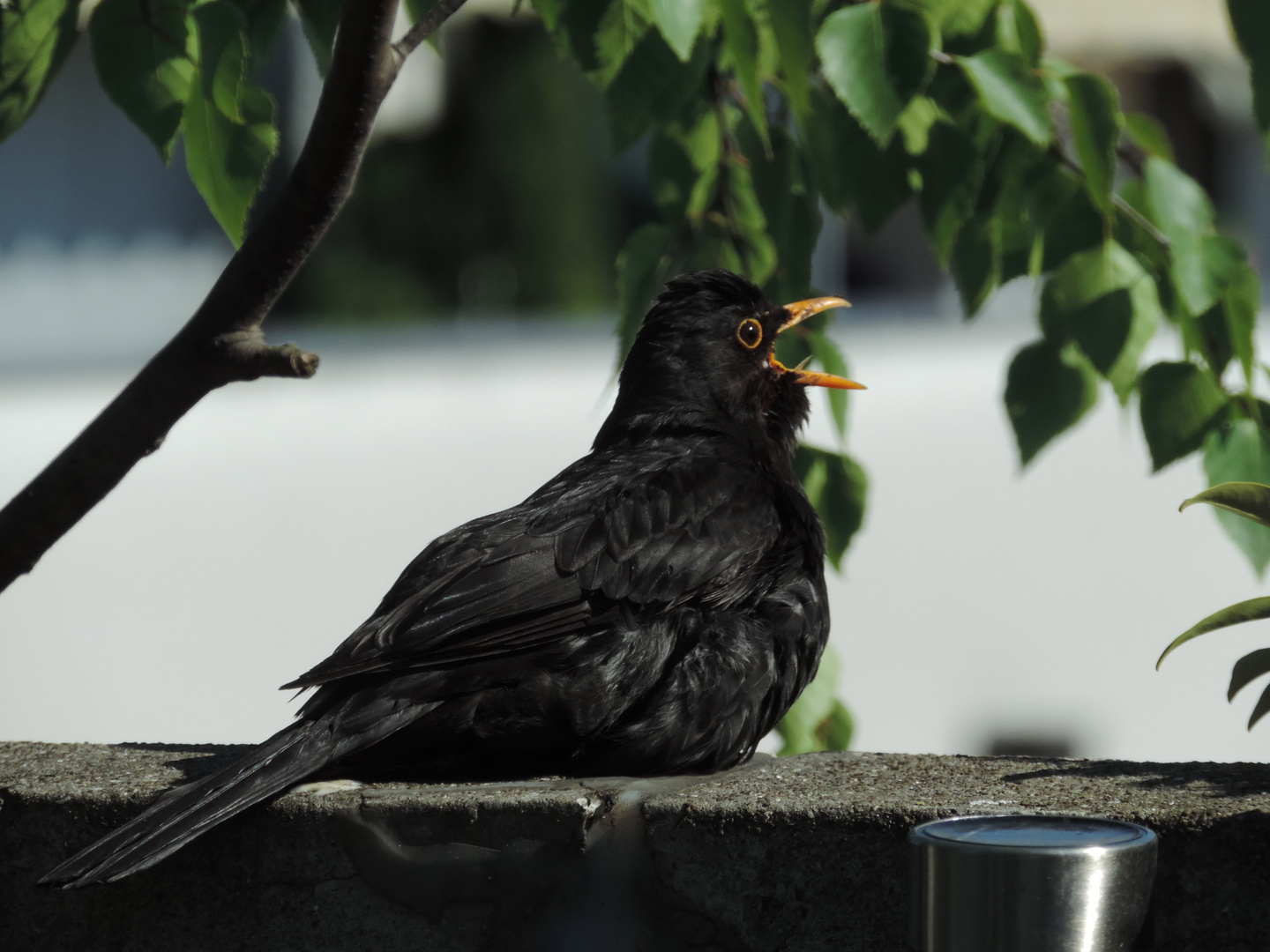 Frisch gebadet singt sich lauter:-))))