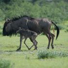 frisch geborenes gnu-baby