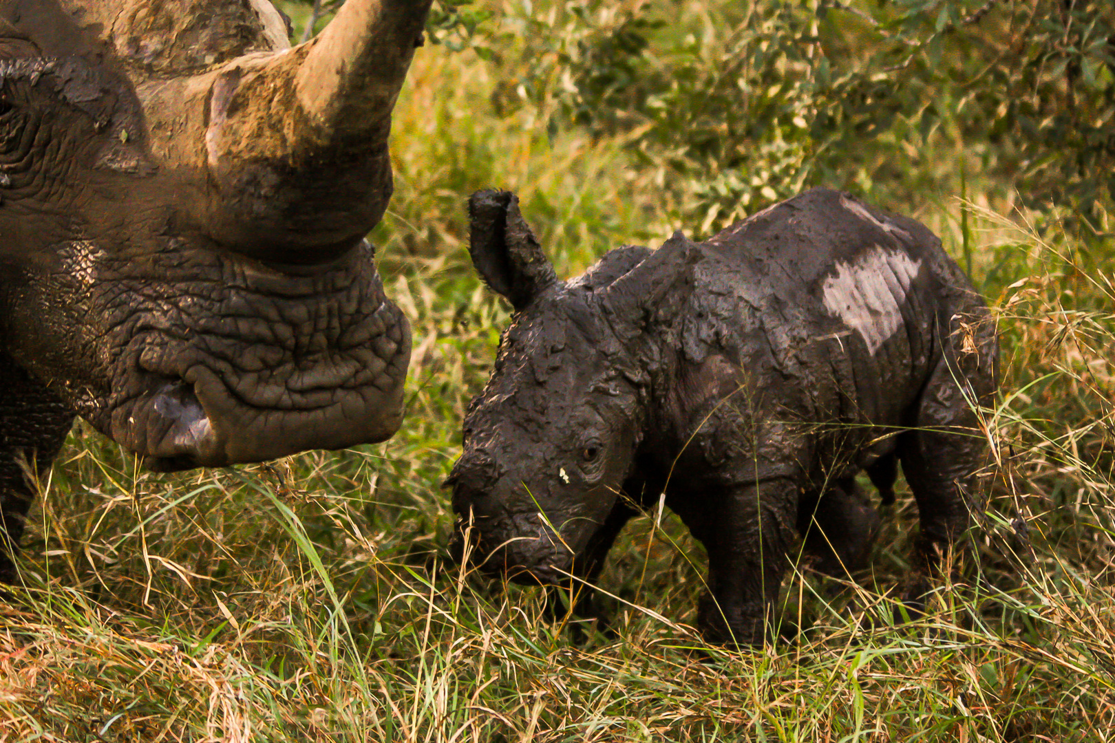 Frisch geborenes Nashorn