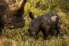 Frisch geborenes Nashorn